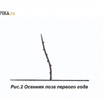 Формировку куста по рукавно-веерной схеме начинают с выгонки однолетней лозы