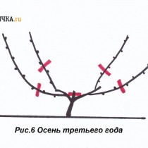 Осенью снова проводят обрезку лозы на 2 почки