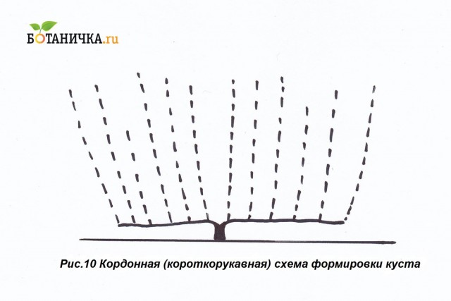 Кордонная схема формирования винограда