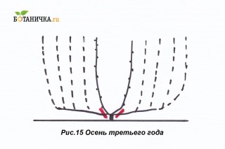 Осенью срезают отплодоносившие ветви, вместе с рукавами