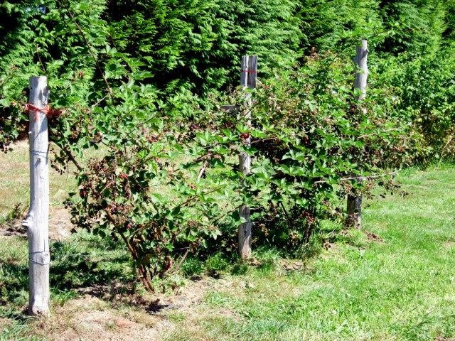 Ухоженные кусты ежевики на шпалере