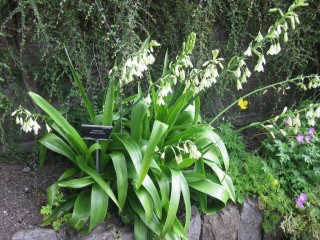 Гальтония зеленоцветковая (Galtonia viridiflora) Гальтония зеленоцветковая