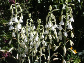 Гальтония белеющая (Galtonia candicans) Гальтония белеющая