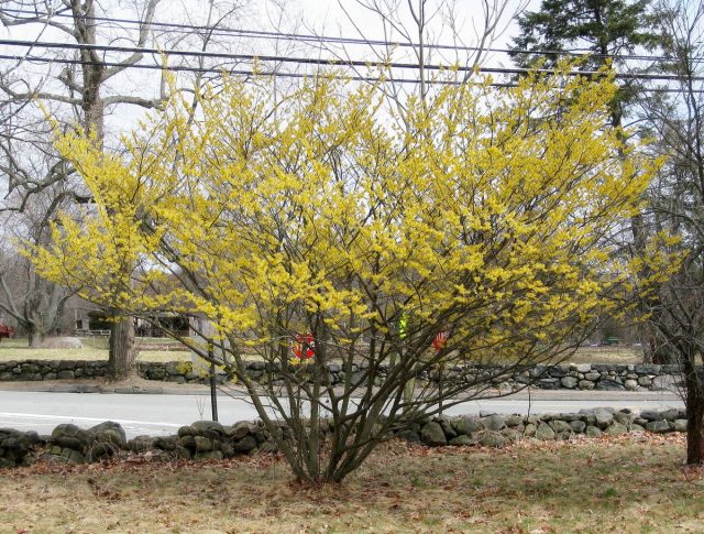 Гибрид Hamamelis intermedia в цветении