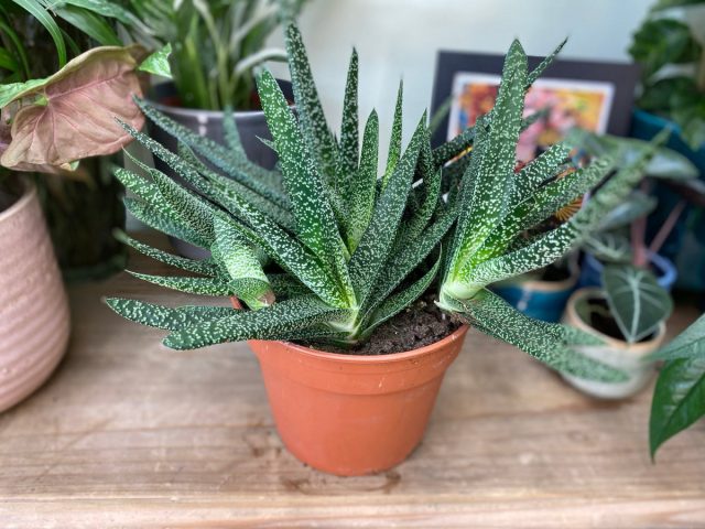 Гастерия косая (Gasteria obliqua) Листья гастерии косой с характерными пятнами