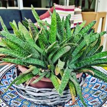Гастерия килеватая (Gasteria carinata), или Гастерия бородавчатая (Gasteria verrucosa) Детальное строение листа гастерии килеватой