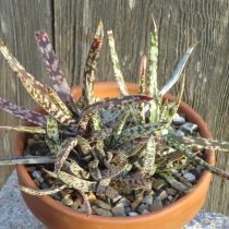 Гастерия прекрасная (Gasteria pulchra) Гастерия прекрасная во взрослом состоянии