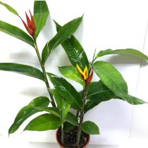 Геликония прямая (Heliconia stricta) Геликония прямая с характерными прицветниками