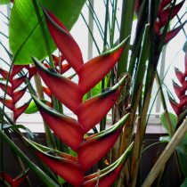 Геликония Бихаи (Heliconia bihai) Геликония Бихаи