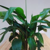 Геликония узкая (Heliconia angusta) Геликония узкая