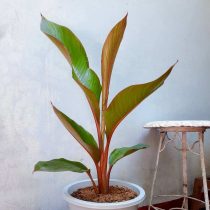 Геликония индийская (Heliconia indica) Геликония индийская