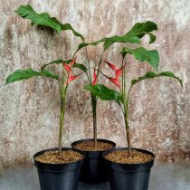 Геликония ростральная (Heliconia rostrata) Геликония ростральная