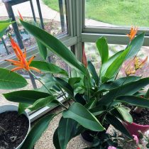 Геликония попугайная (Heliconia psittacorum) Геликония попугайная