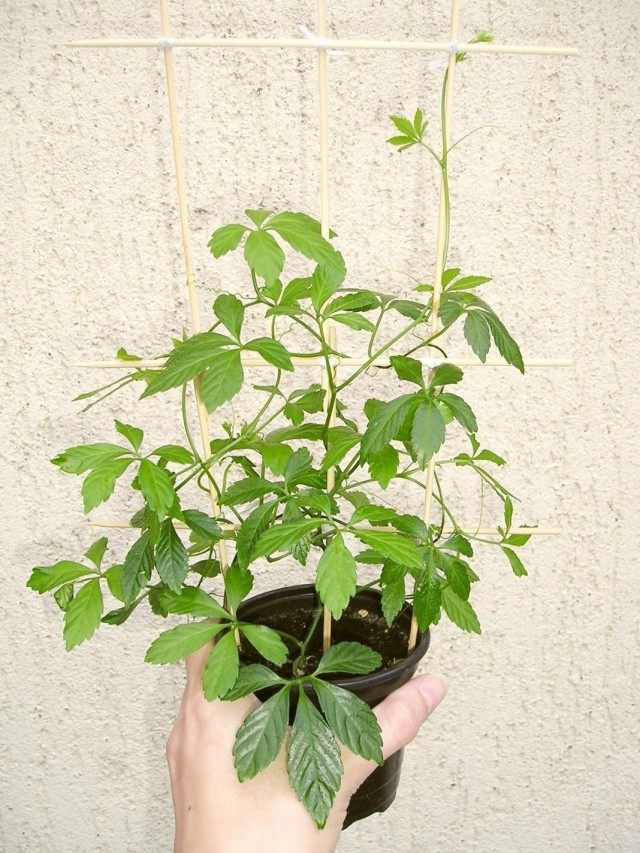 Гиностемма пятилистная (Gynostemma pentaphyllum) Гиностемма пятилистная (Gynostemma pentaphyllum)