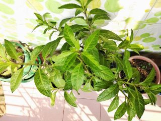 Гинура распростертая (Gynura procumbens) Гинура распростертая с зелеными листьями