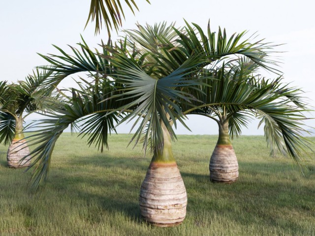 Гиофорба бутылочноствольная (Hyophorbe lagenicaulis) Молодая гиофорба в интерьере