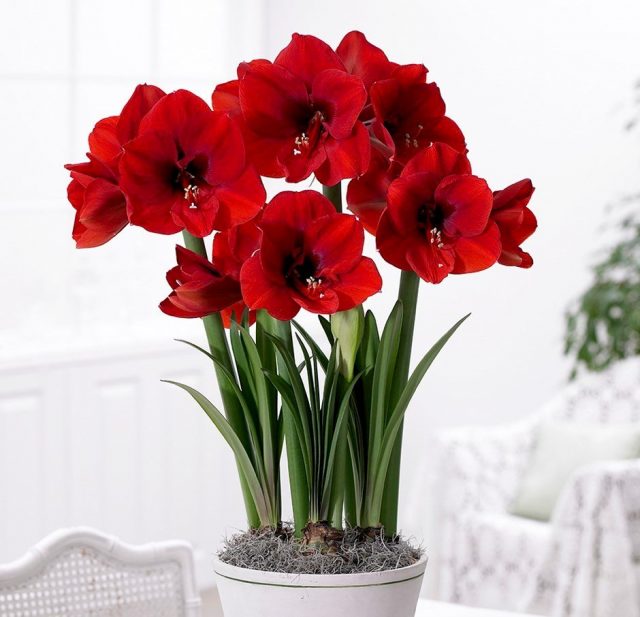 Гиппеаструм (Hippeastrum) Крупный план цветка гиппеаструма