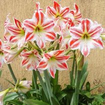 Гиппеаструм «Парк Страйпд» (Hippeastrum 'Park Striped') Гиппеаструм Парк Страйпд с полосатым узором