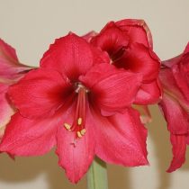 Гиппеаструм «Плэже» (Hippeastrum 'Pleasure') © garden.org Малиново-розовый гиппеаструм Плэже