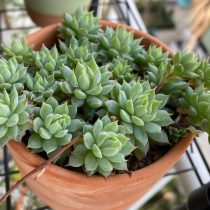Граптопеталум Макдугалла (Graptopetalum macdougallii) Граптопеталум Макдугалла