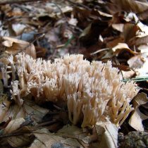 Клавулина коралловидная (Clavulina cristata)