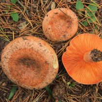 Рыжик настоящий (Lactarius deliciosus)