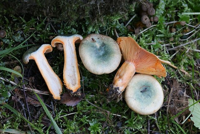 Рыжик еловый (Lactarius deterrimus) отличается местом произрастания (ельники или смешанные с елью леса)