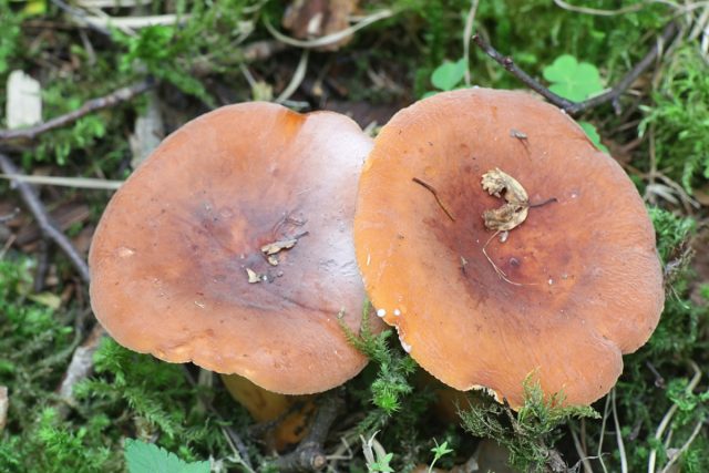 Подмолочник (Lactarius volemus)