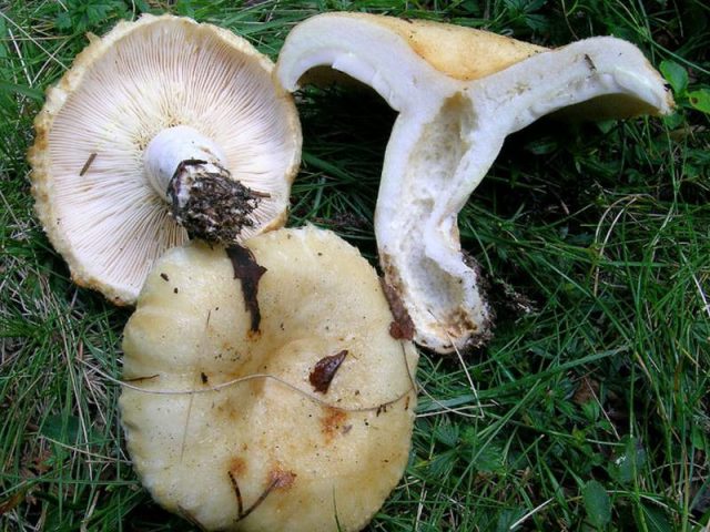 Груздь настоящий (Lactarius resimus), или груздь белый