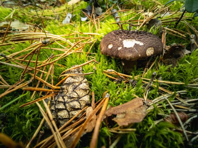 Чёрный груздь (Lactarius necator)