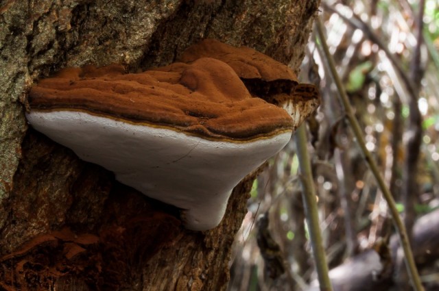 Плоский трутовик (Ganoderma applanatum)