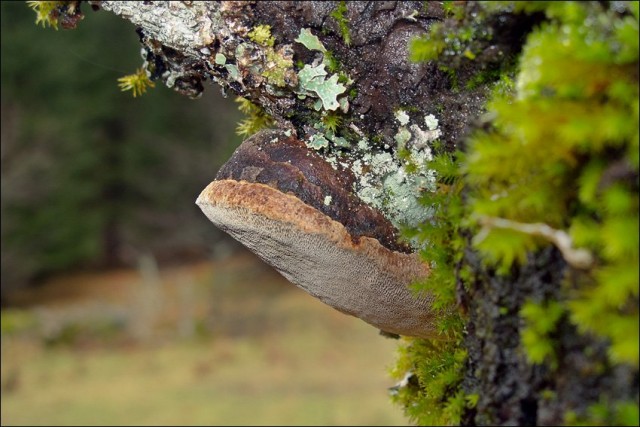 Сливовый рыжий трутовик (Phellinus tuberculosus)