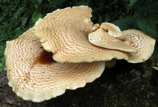 Чешуйчатый трутовик (Cerioporus squamosus)