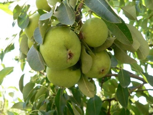 Tayyorlangan ekish teshigidagi nok ko'chati