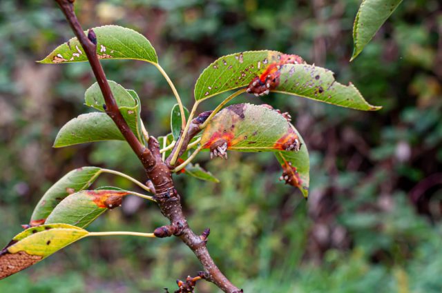 Ржавчина груши и можжевельника (Gymnosporangium sabinae)