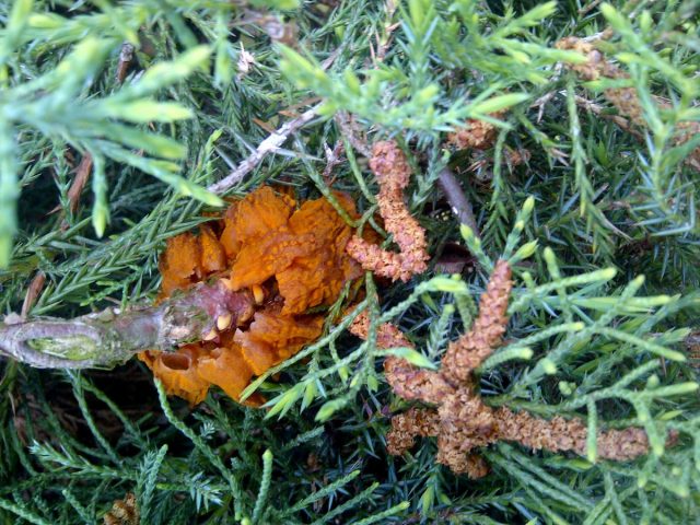 Ржавчина груши и можжевельника (Gymnosporangium sabinae)