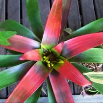 Гусмания кроваво-красная (Guzmania sanguinea) Гусмания кроваво-красная с широкими листьями