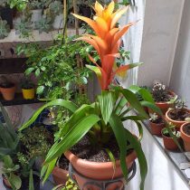 Гусмания язычковая (Guzmania lingulata) Классическая гусмания язычковая
