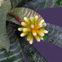 Гусмания мозаичная (Guzmania musaica) Пестролистная гусмания мозаичная