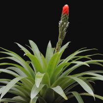 Гусмания одноколосая (Guzmania monostachia) Гусмания одноколосая