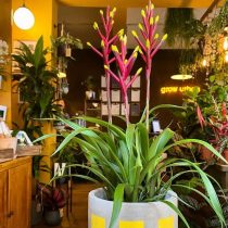 Гусмания рассеянноцветковая (Guzmania dissitiflora) Гусмания рассеянноцветковая