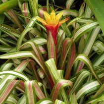 Гусмания Цана (Guzmania zahnii) Гусмания Цана в интерьере