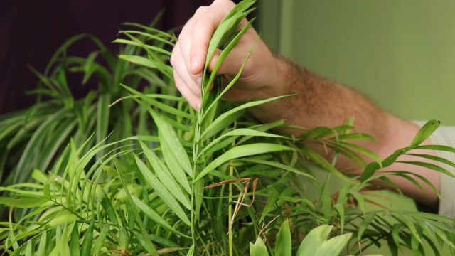Хамедорея — как ухаживать, пересаживать и спасти, если болеет? Внешний вид здоровой хамедореи в интерьере