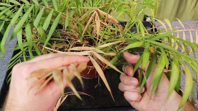 Перед началом пересадки хамедореи обрезаем все сухие побеги и листья Санитарная обрезка сухих листьев хамедореи перед пересадкой