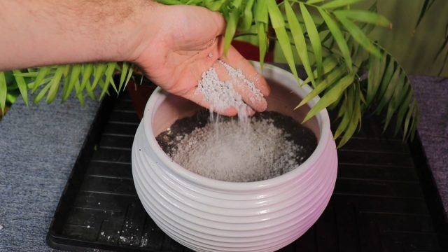 Готовим новый грунт. Его лучше составить из дерновой земли, в которую равными частями добавляют листовую почву, песок и торф. Если нет возможности составить такую смесь, можно взять готовый грунт для пальм или даже универсальный для комнатных растений Подготовка почвосмеси для хамедореи