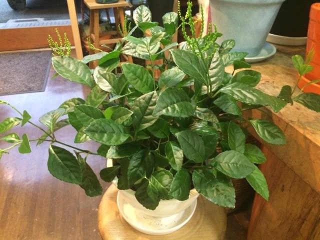 Хлорант колосистый (Chloranthus spicatus) Хлорант колосистый