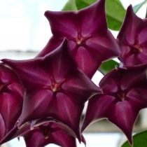 Цветущая Hoya macgillivrayi