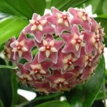 Hoya pubicalyx