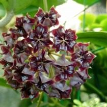 Hoya mimdorensis