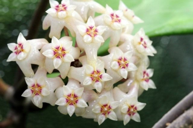 Hoya ridleyi